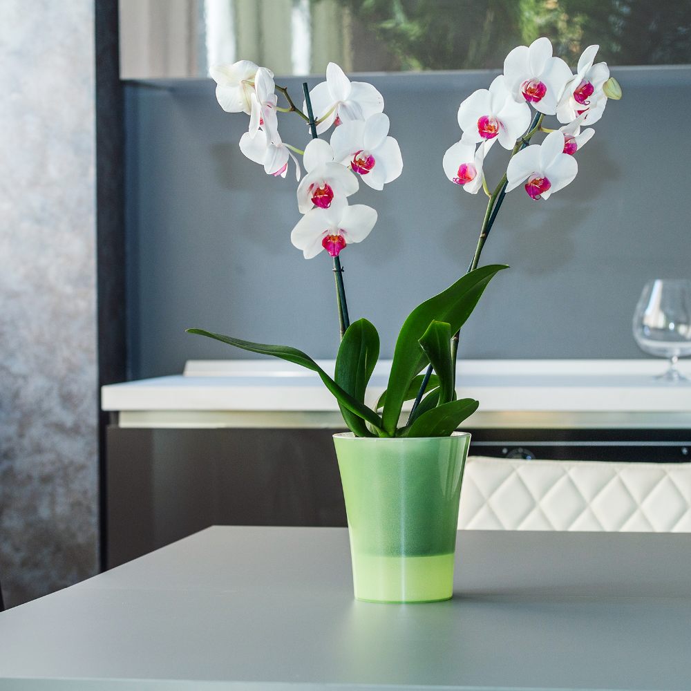 Вазон пластик Arte-Dea круглий зелене яблуко 2 л Santino (2017086)