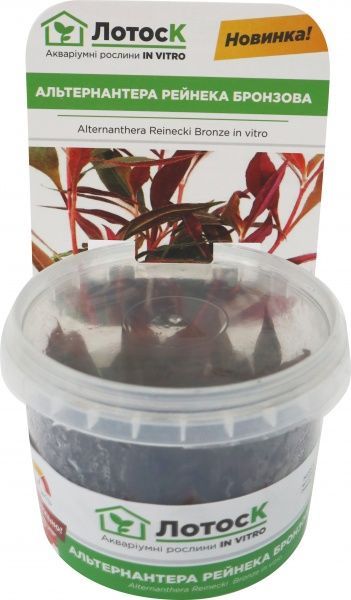 Рослина акваріумна Лотос Альтернантера рейнека Бронзова (Alternanthera Reinecki Bronze in vitro)