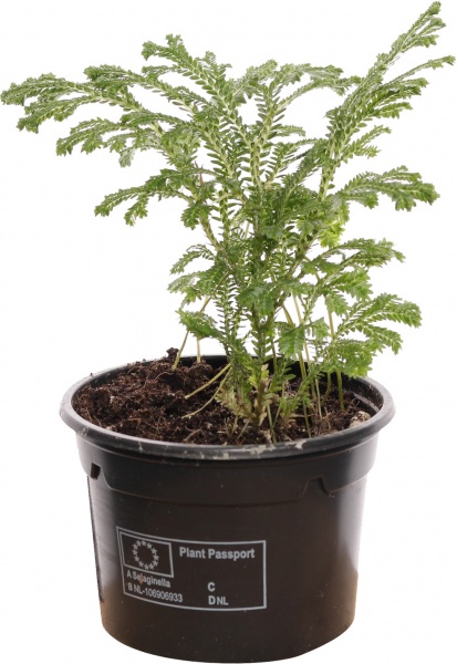 Растение селогинелла джори компакта 9/15