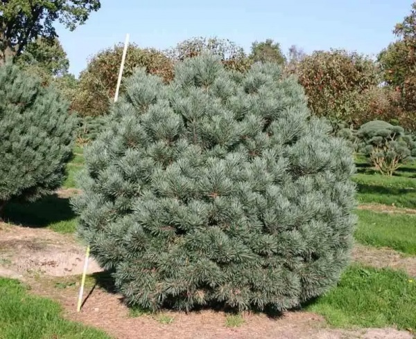 Рослина Сосна звичайна / Pinus sylvestris Watereri, С10