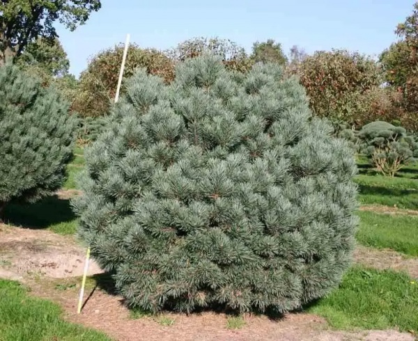 Растение Сосна обычная / Pinus sylvestris Watereri, С10