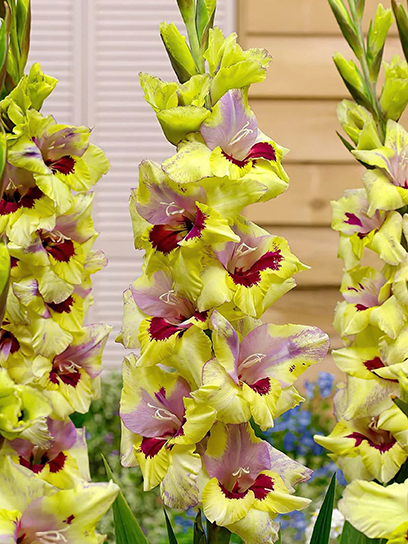 Бульбоцибулина TUBERBULB Export B.V. гладіолуса Орекл 3 шт.