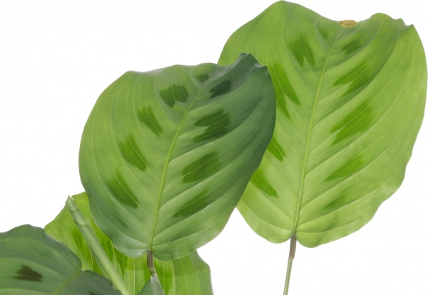 Растение маранта 12/20