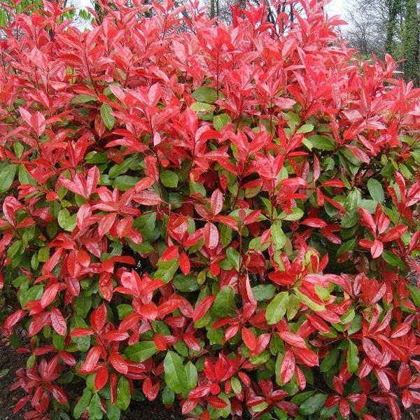 Растение Фотиния Фразера Литтл Ред Робин d17/h30