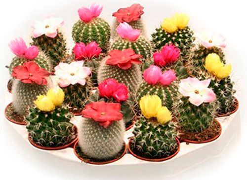 Растение Кактусы с цветком в цветной керамике 15х18 см