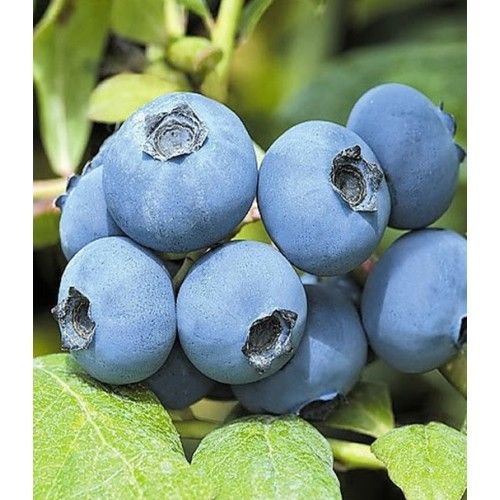 Саженец Брусвяна Голубика Шантеклер 0,5 л