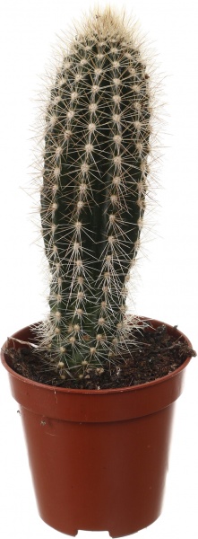 Рослина кімнатна Кактус мікс 5х10 см