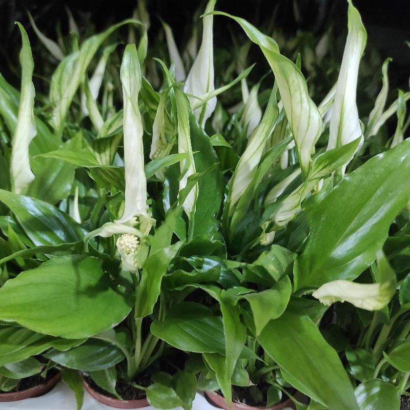 Растение Спатифиллум 6x20