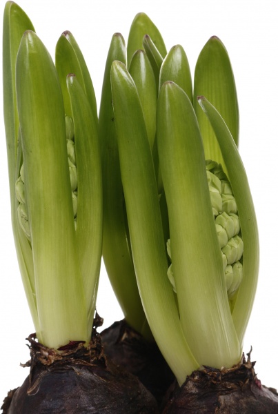 Растение комнатное Гиацинт микс 3рр 12/15