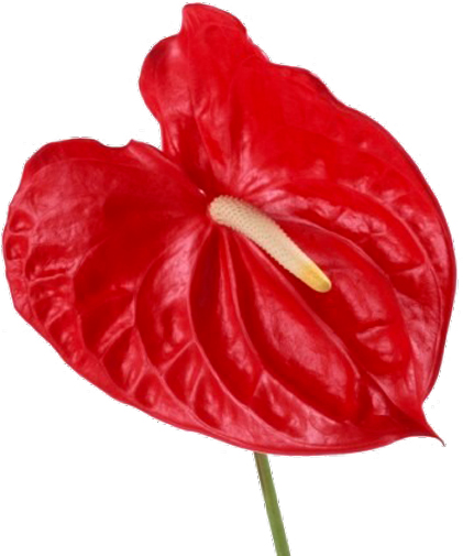 Растение Антуриум 12x45-50 красный