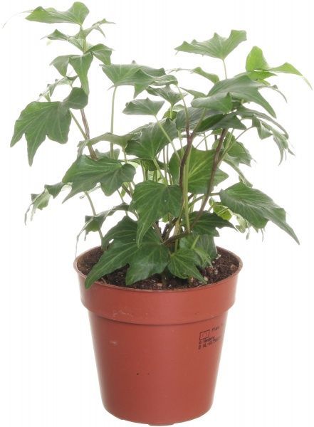 Рослина Хедера 08/15 микс