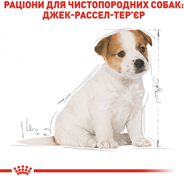 Корм Royal Canin для цуценят JACK RUSSEL PUPPY (Джек Рассел Тер'єр Паппі), 1,5 кг