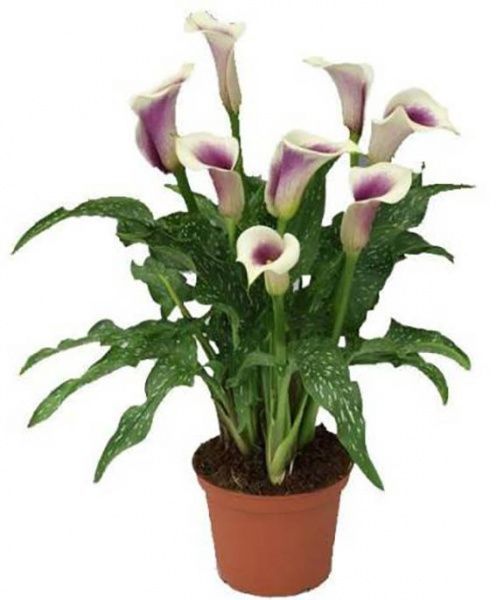 Растение Калла микс 12/40