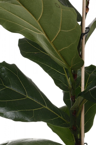 Рослина Фікус Ліра d17/h75