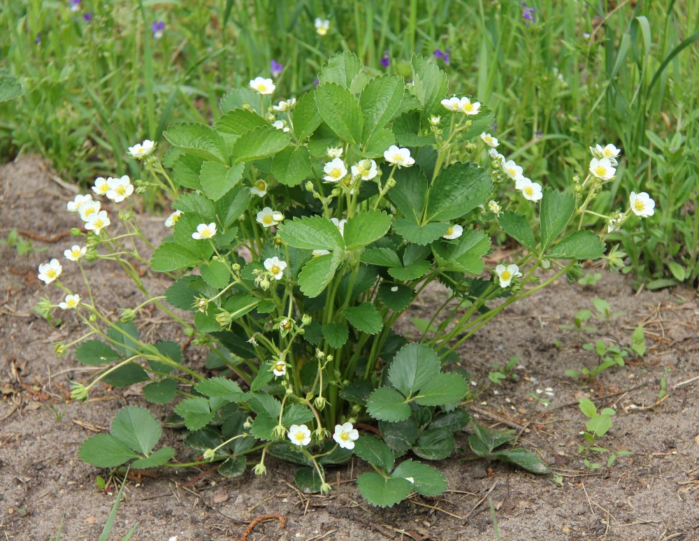 Саджанець Полуниця 09х15 Frag Ostara (саджанці)