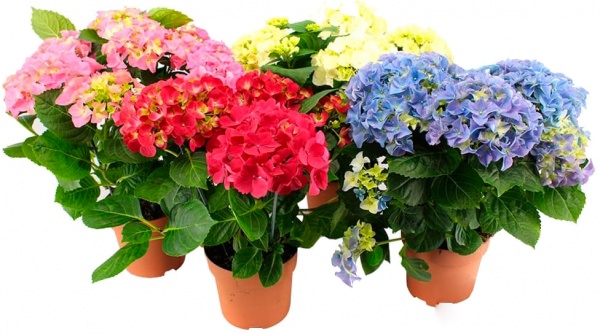 Растение Гортензия macrophila микс d30/h60