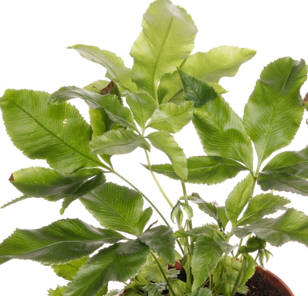 Растение комнатное Папоротная микс 8/20