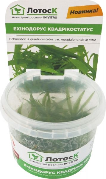 Рослина акваріумна Лотос Ехінодорус квадрікостатус (Echinodorus quadricostatus var. magdalenensis in vitro)