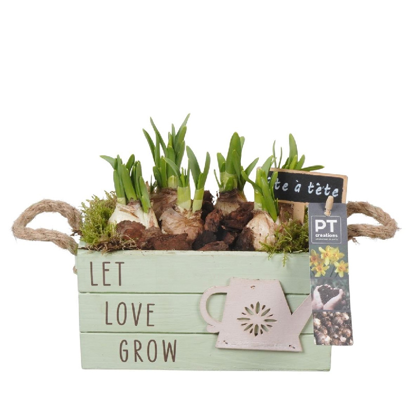 Рослина Композиція 20 х25 нарцис у дерев\'яному кашпо з ручками