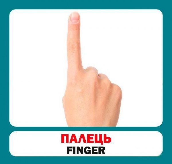 Книга «Навчальний посібник. Частини тіла»