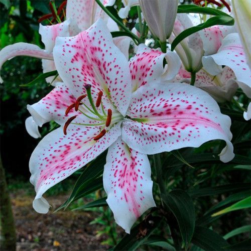 Цибулина Лілія орієнтальна тигрова Extravaganza 1 шт. 