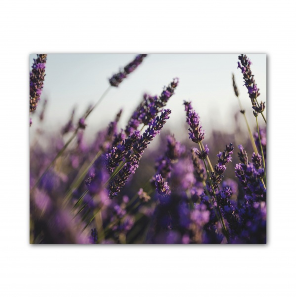 Картина Лаванда 80x100 см GIS UKRAINE 