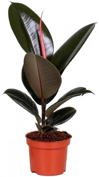 Растение Фикус эластика Абиджан 17x60 см