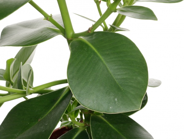 Рослина клузія 17/50