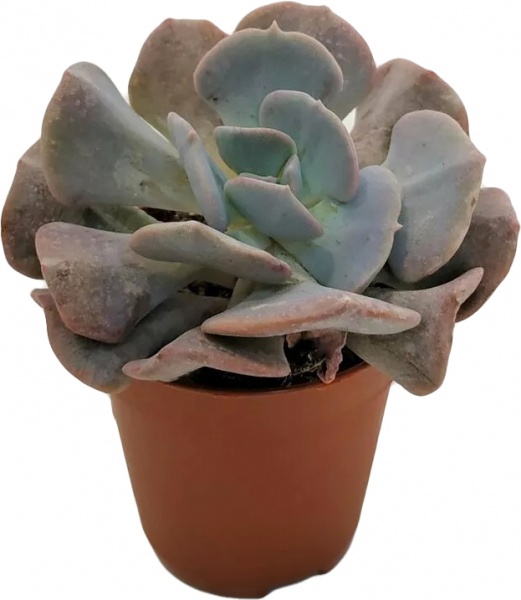 Растение комнатное Эхеверия Кубик Фрост d14/h22