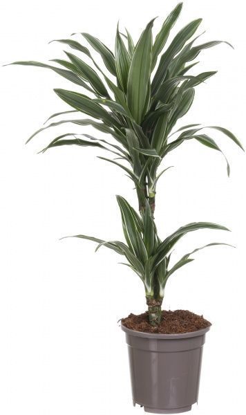 Рослина Драцена Варнецкі 12х35 см