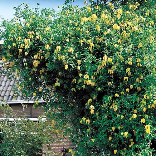 Рослина Клематіс тангутіка жовтий d17/h70