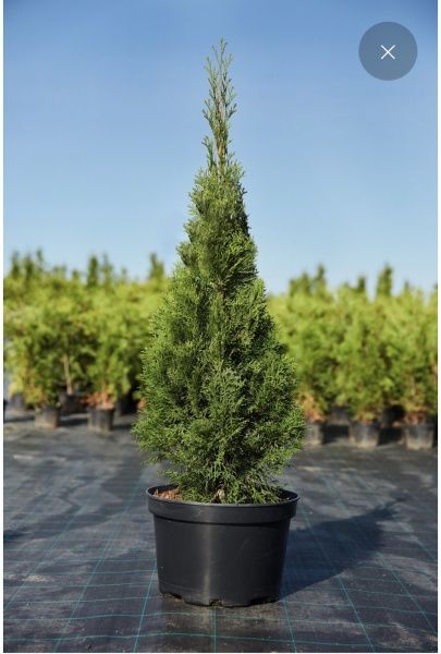 Саженец Туя Смарагд Н 0,8 - 1,0 м L15