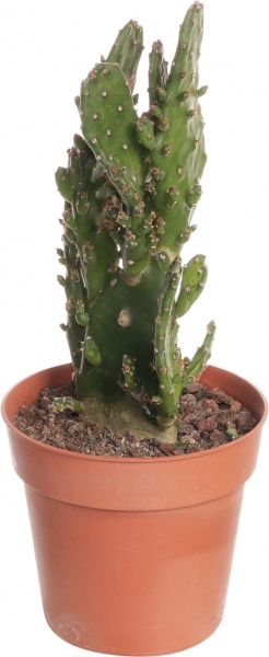 Рослина Опунтія мікс 10/20-30