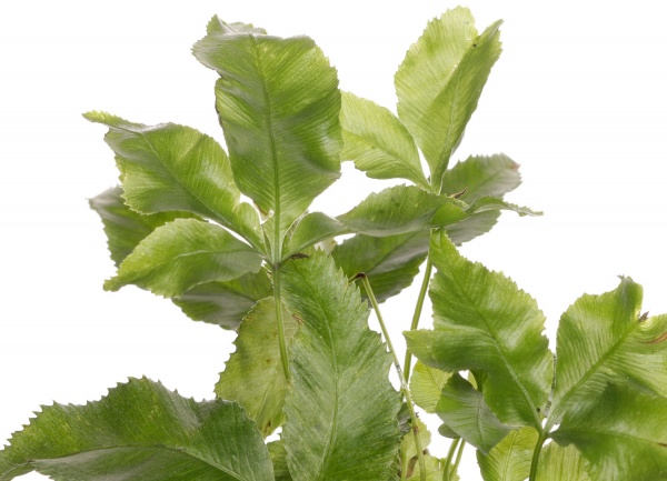 Растение комнатное Папоротная микс 8/20