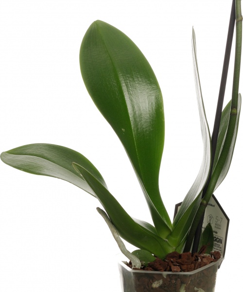 Растение комнатное Фаленопсис микс 1рр, 3/5 + 12/50