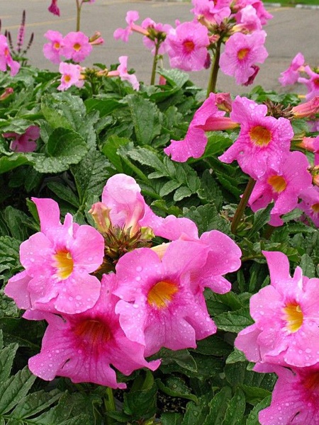 Корневище инкарвилеи розовой 1 шт. 