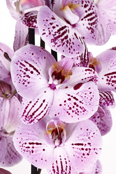 Растение Фаленопсис 12/75 2 гг элит микс