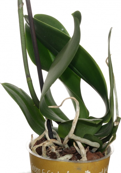 Растение комнатное Фаленопсис микс 1рр, 3/5 + 12/50