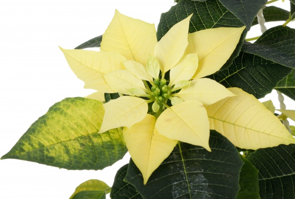 Растение Пуансеттия D20 см