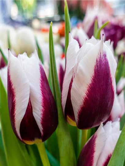 Луковица тюльпана триумф Римини 3 шт. 