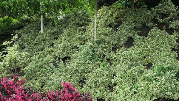Растение Бересклет / Euonymus fort.Emerald Gaiety Р14