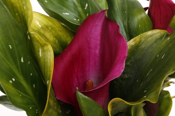 Рослина кімнатна Калла міні мікс 10/30