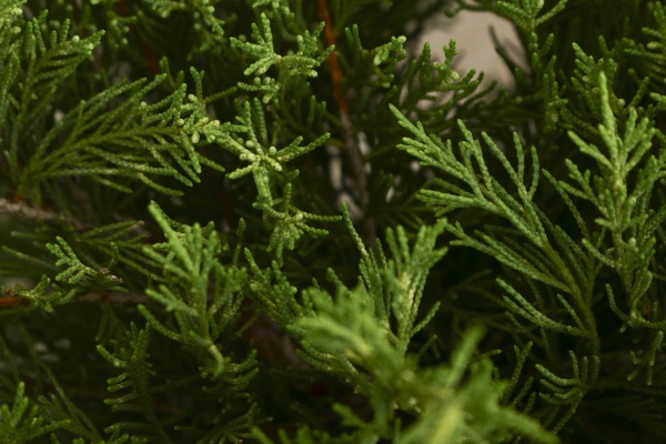 Растение Можжевельник средний Old Gold (V21-S23 30-40 C7.5)