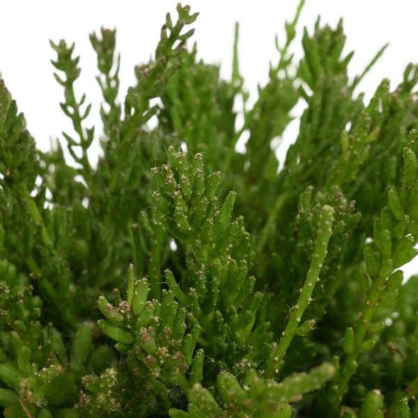 Растение Рипсалис 14х35 см