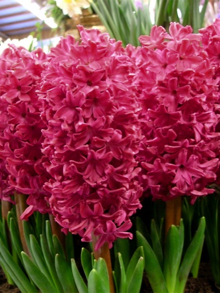 Цибулина TUBERBULB Export B.V. гіацинта Ян Бос 2 шт. 