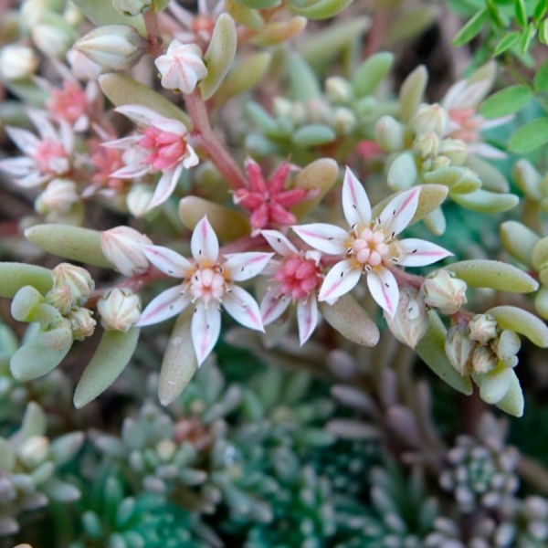 Растение Очиток испанский С1