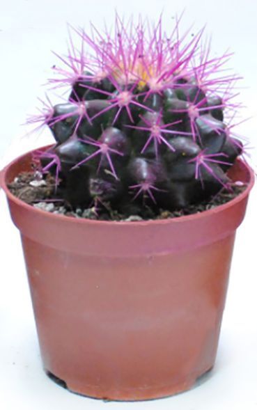 Кактус разноцветный 10/15