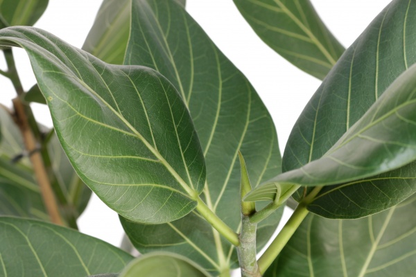 Рослина кімнатна Фікус 27/85 Аudrey