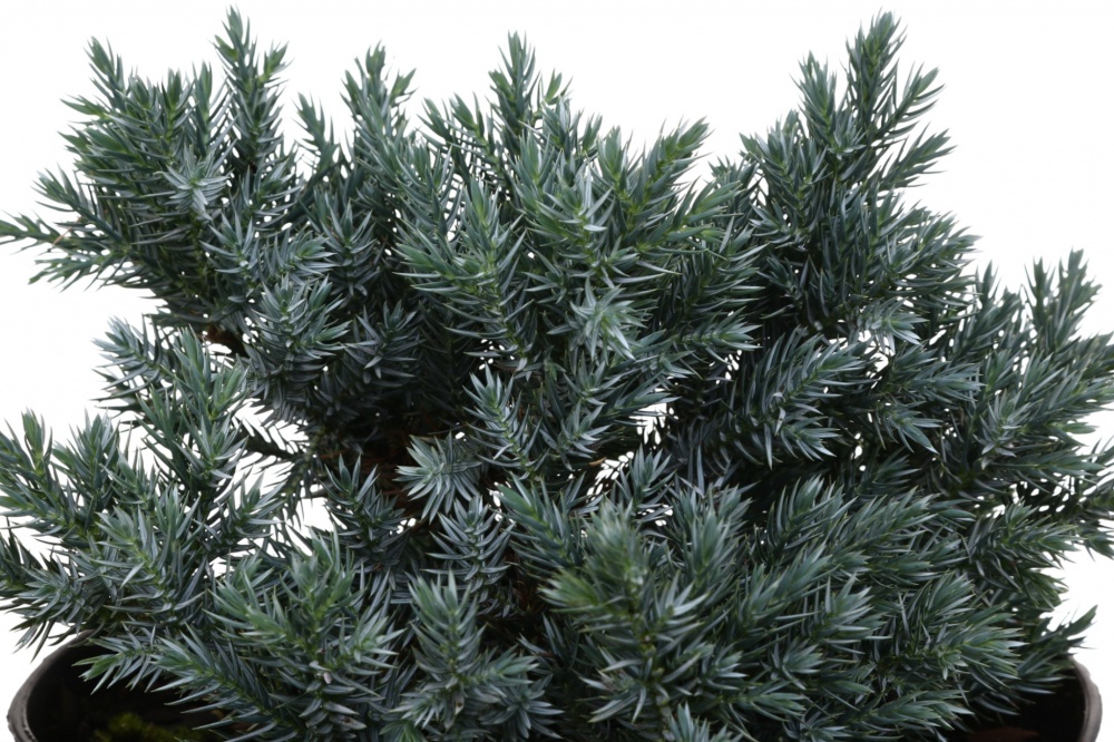 Рослина Ялiвець Blue star C3