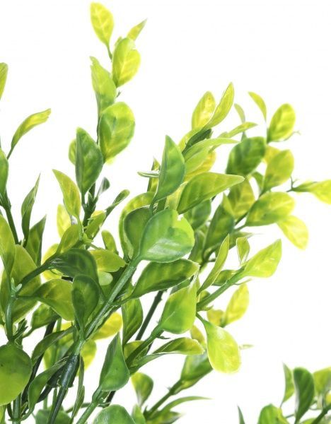 Растение декоративное зелень Крассула 1927 30х30 см Цветы от королевы